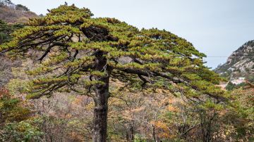 安徽省黄山风景区黑虎松2