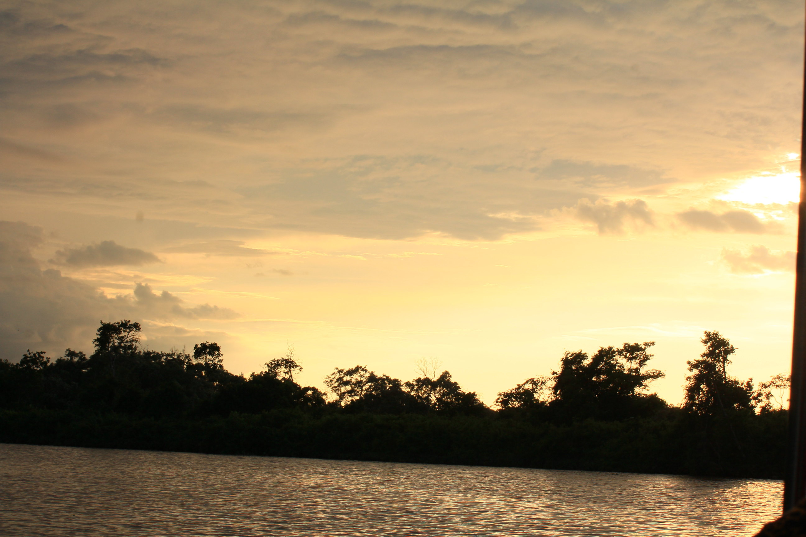 晚霞中树木都成为了剪影 马来西亚亚庇红树林