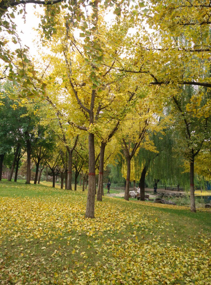 石太公园