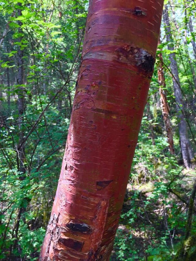 红皮桉树图片图片