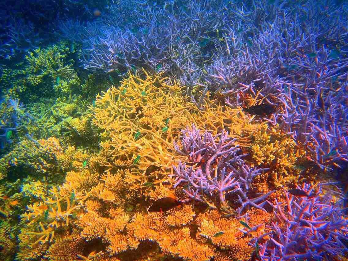 珍稀的蓝珊瑚 蓝珊瑚