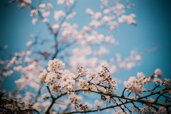 四月春季日本关西大阪京都东京九日赏樱美图游