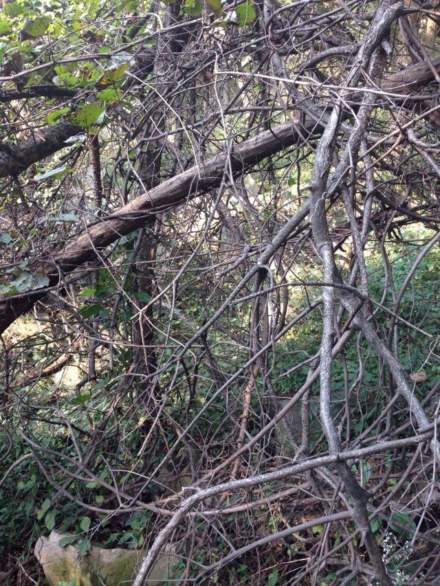 一路上都是这种树藤