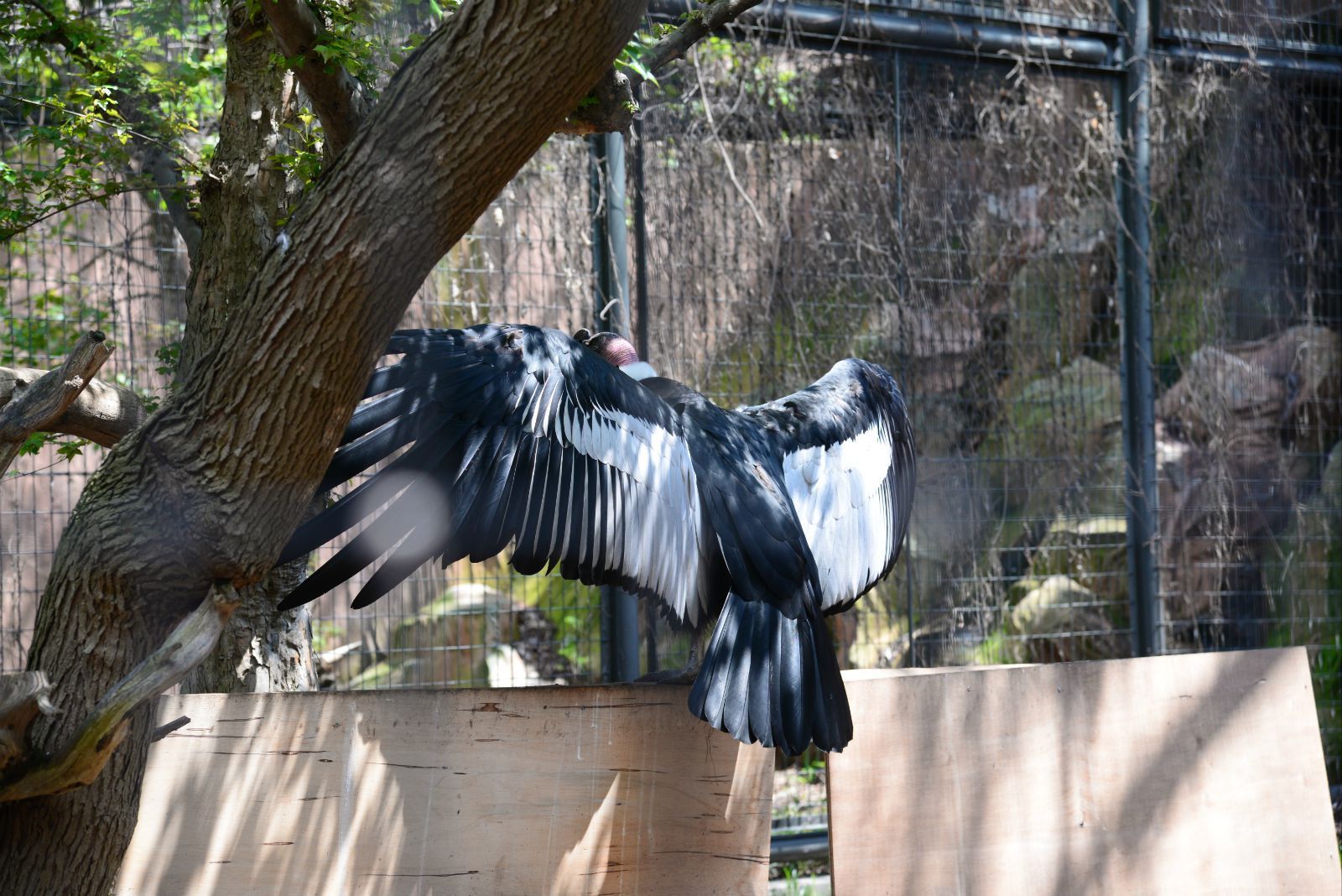 秃鹫张开翅膀一动不动,展现行为艺术 大阪天王寺动物园