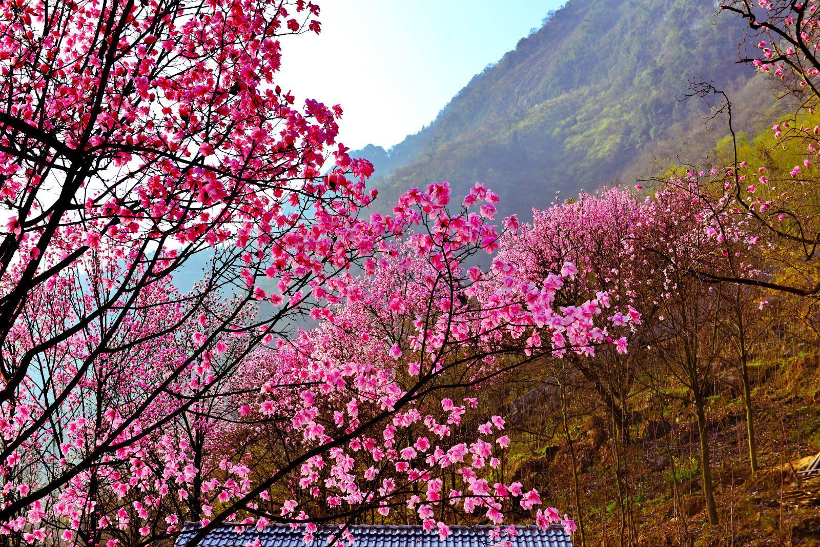 九皇山花溪景辛夷花 九皇山花溪景