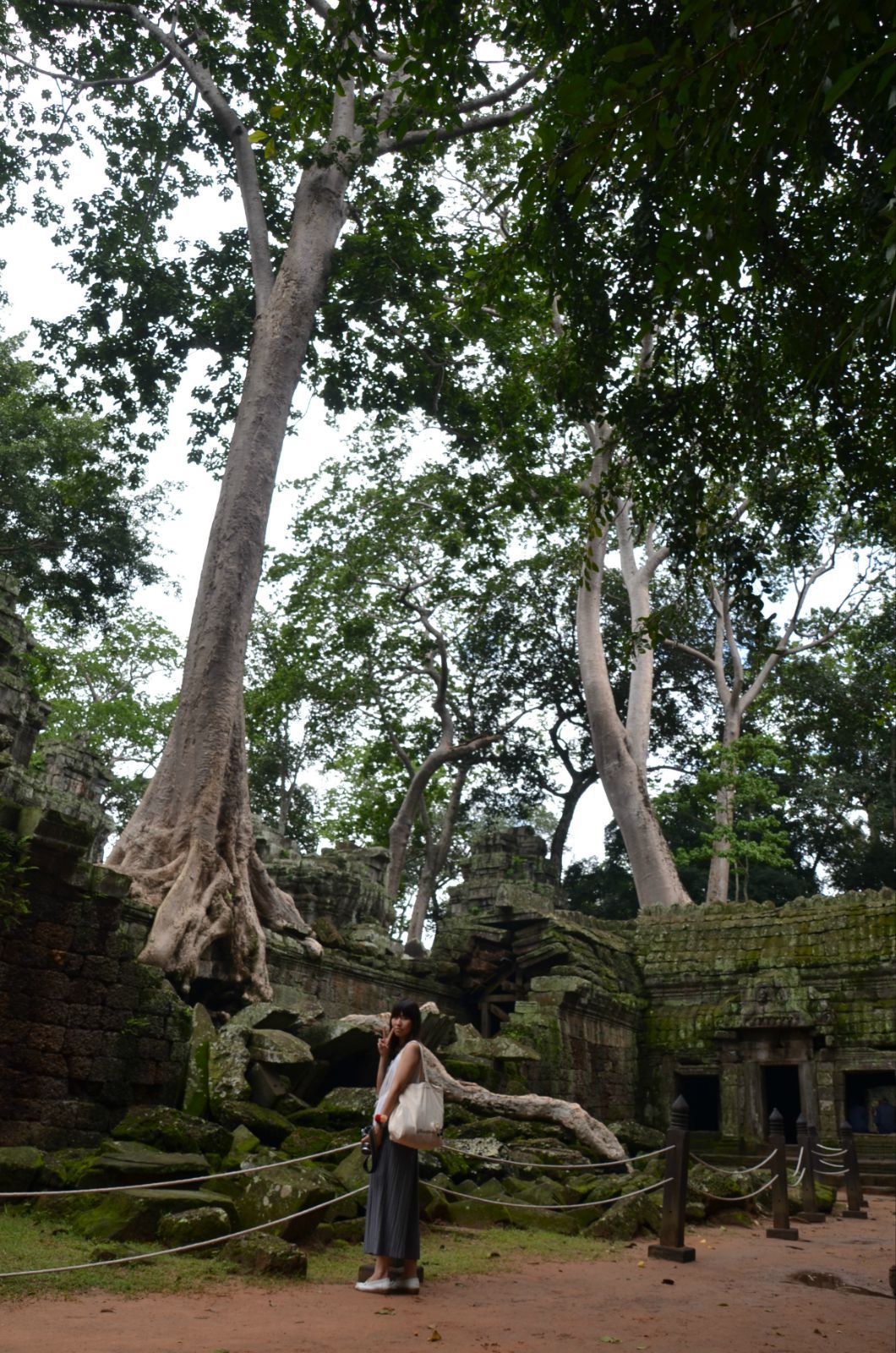 参天大树 塔普伦神庙