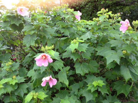 韩国国花 木槿花亦无穷花