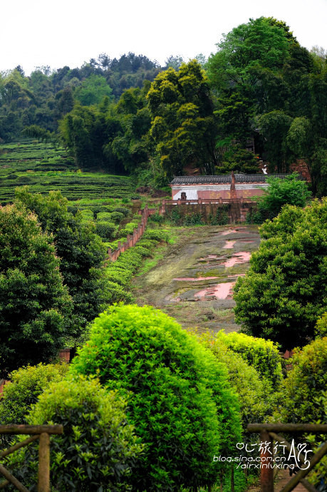 【四川】花楸山 世外茶园