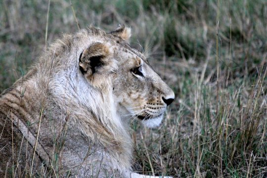 高清大片动物世界 肯尼亚 - 芝麻tu