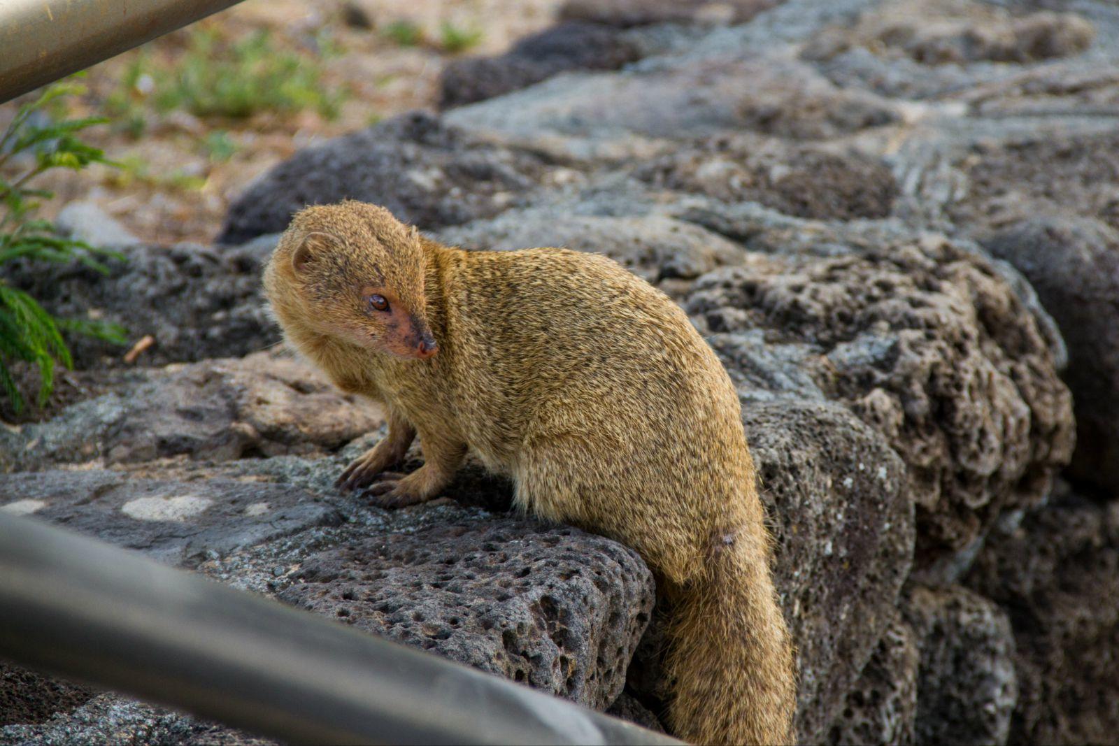 意外地发现夏威夷很多獴,就是传说中可以吃蛇的獴.大名叫红颊獴.