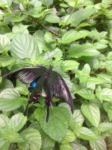 蝴蝶馆中的蝴蝶 蝴蝶泉