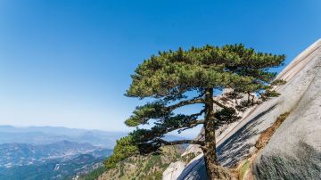 天柱山 迎客松 (2)