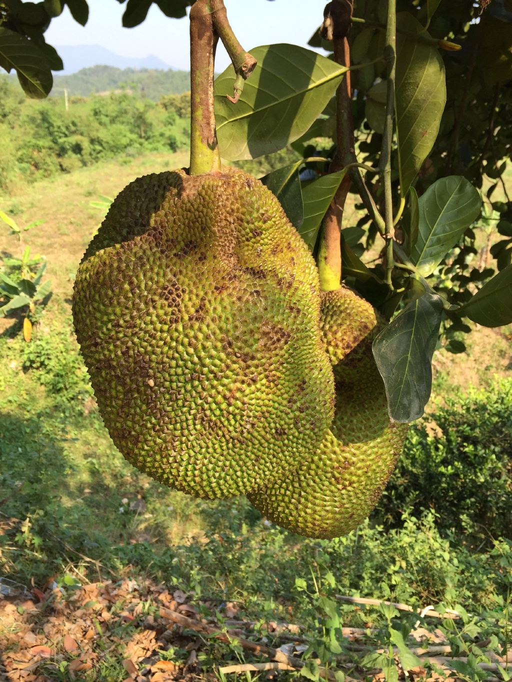 舌尖上的越南——胡志明,芽莊,大叻越南11天探尋美食之旅