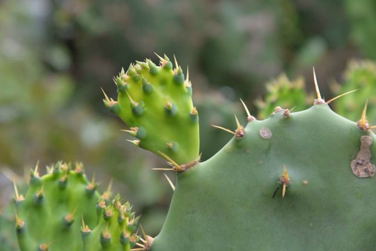 阳光,沙滩,仙人掌——我的澎湖趴趴走