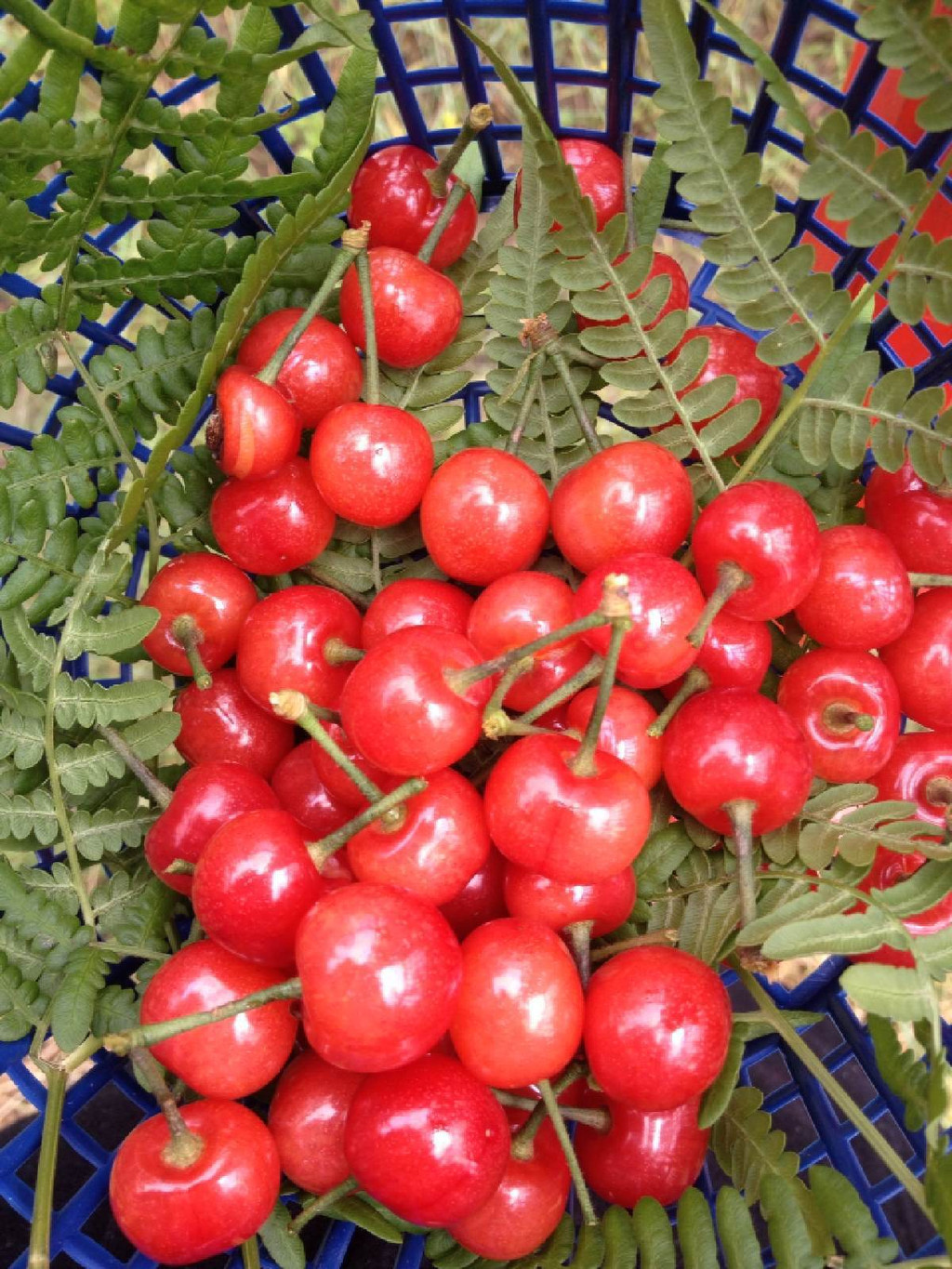 余姚梁弄摘樱桃