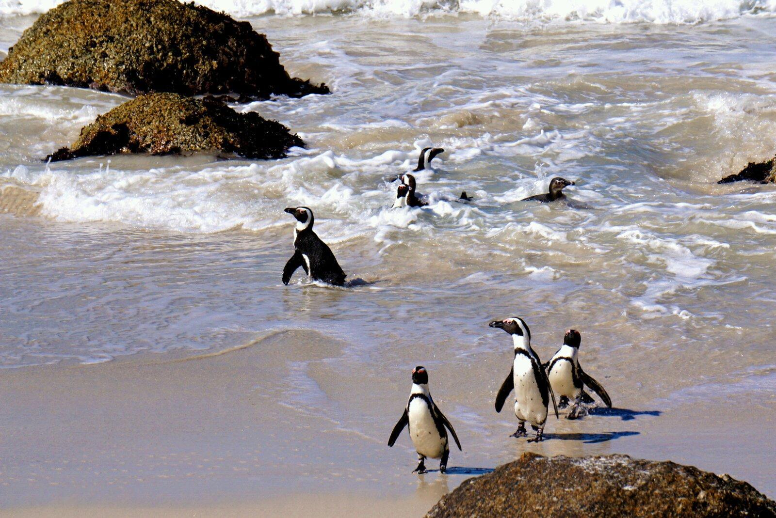踏浪归来的勇士们,抓了多少鱼呀? 企鹅生态保护区