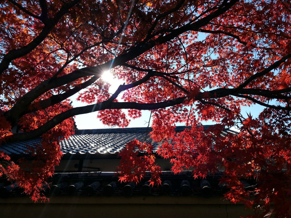 京都红叶狩 京都游记攻略 携程攻略