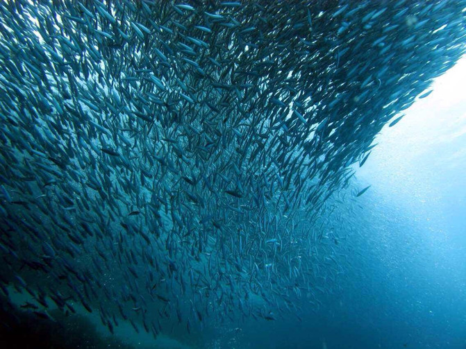 沙丁鱼的盛宴:2014年国庆菲律宾墨宝Moalboa