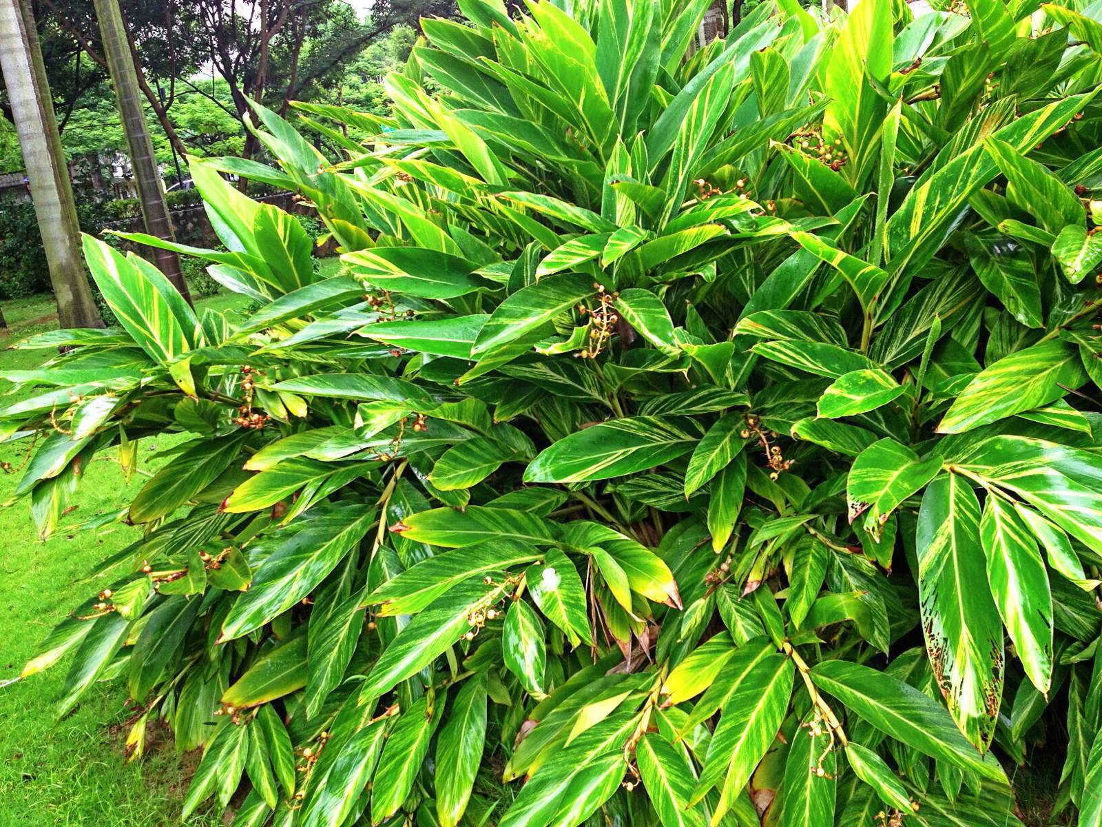 花叶良姜别名(花叶良姜是草本还是木本)