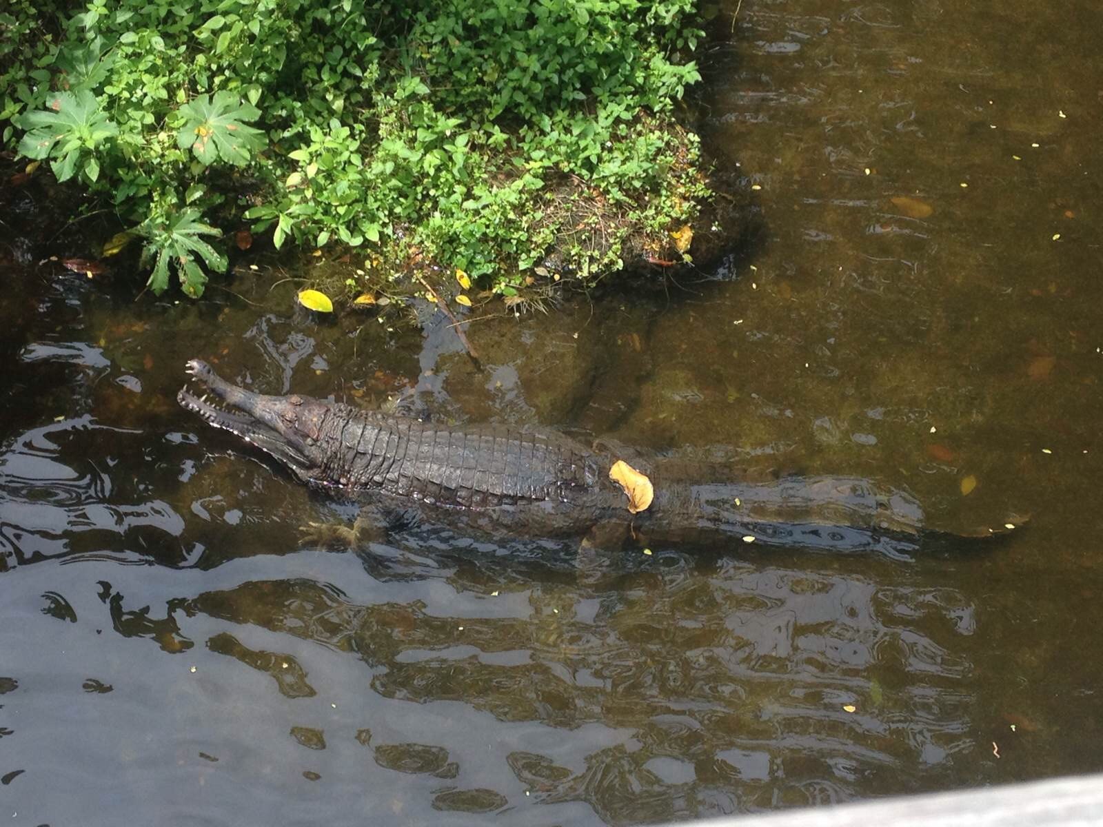游泳,转过身会发现地上的乌龟在挪动,仔细一瞧会看到藏在树上的变色龙