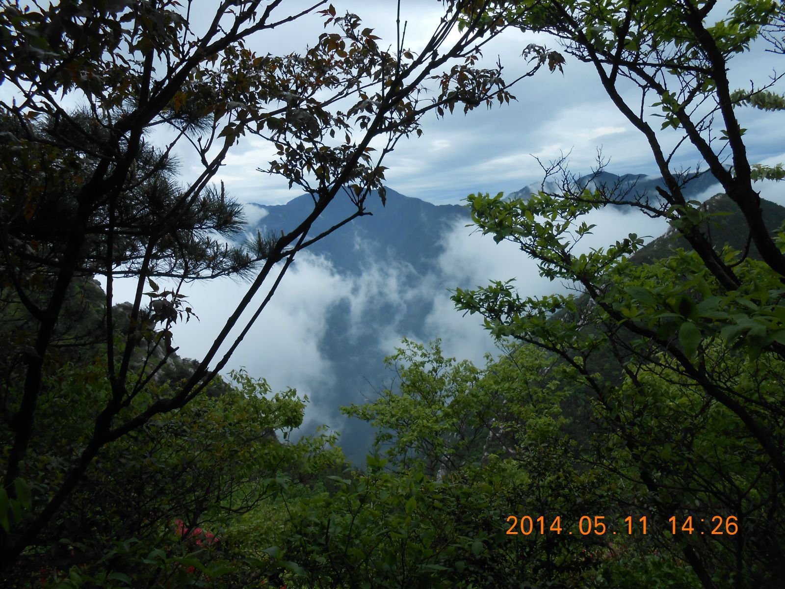 綠樹,山峰,雲海 五老峰