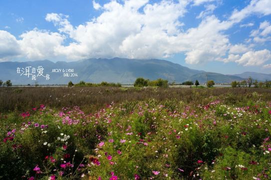 上关花,上关花是什么花,云南上关花_大山谷图库