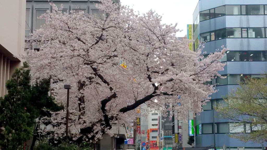 日本東京櫻花祭