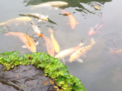 这鱼真肥 拙政园