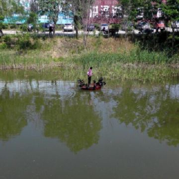 泗洪洪泽湖湿地公园_泗洪湿地公园门票收入(2)