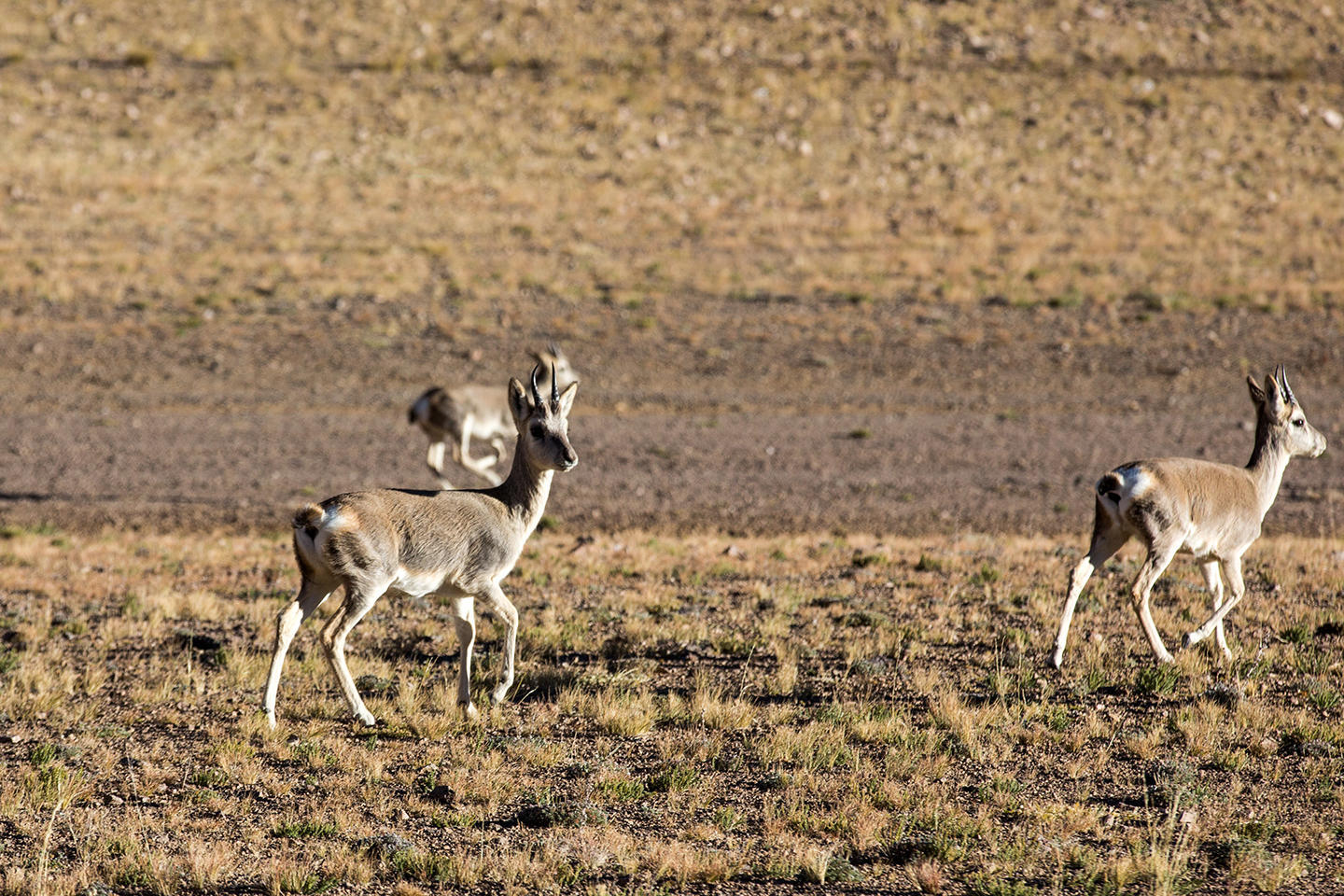 藏原羚属青藏高原特有种,有"西藏黄羊"之称.中国国家二级保护动物.