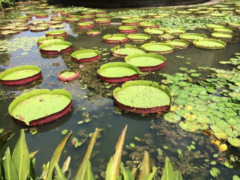 这种荷叶形状很奇特