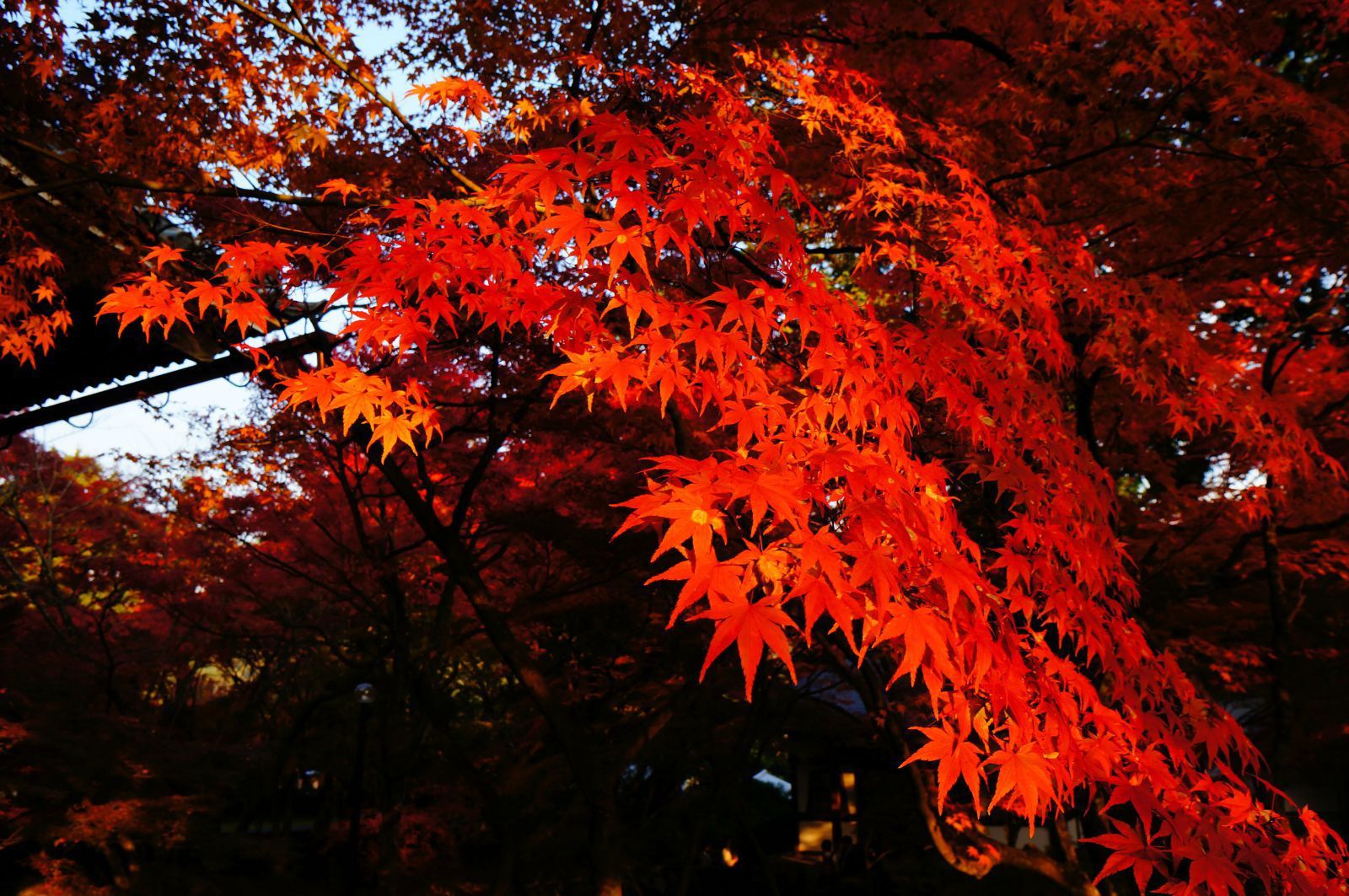 霜葉紅於二月花—京都紅葉季深度遊Ⅰ(1)