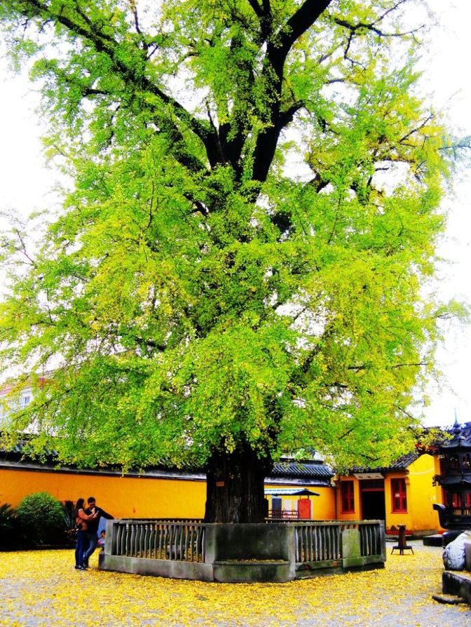 中国唯一一个用当朝相国名字命名的寺院:颐浩禅寺