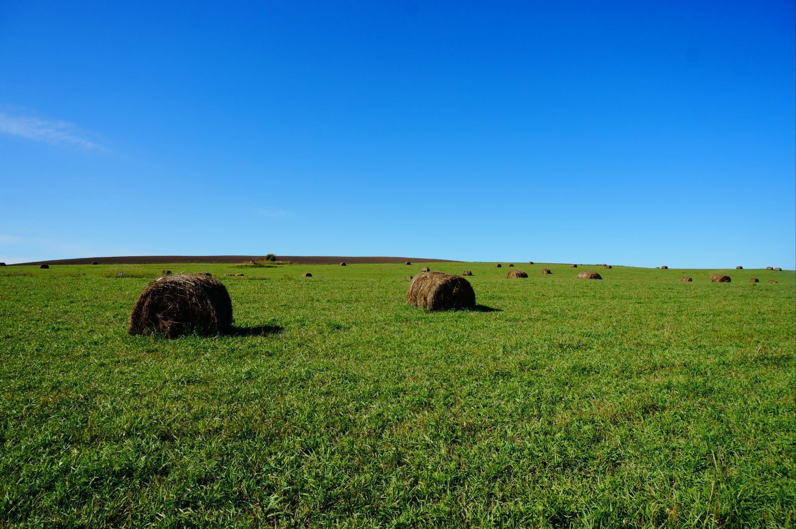 8月底,牧民打好的牧草,晾晒在草原上,堆成一个个草垛子,形成秋季草原