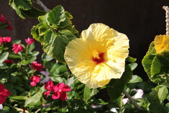 这种黄色的扶桑(学名木槿)花,是夏威夷州花,非常常见 kings shop