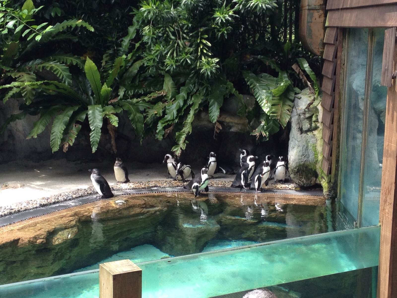 萌物—企鹅登场了 新加坡动物园