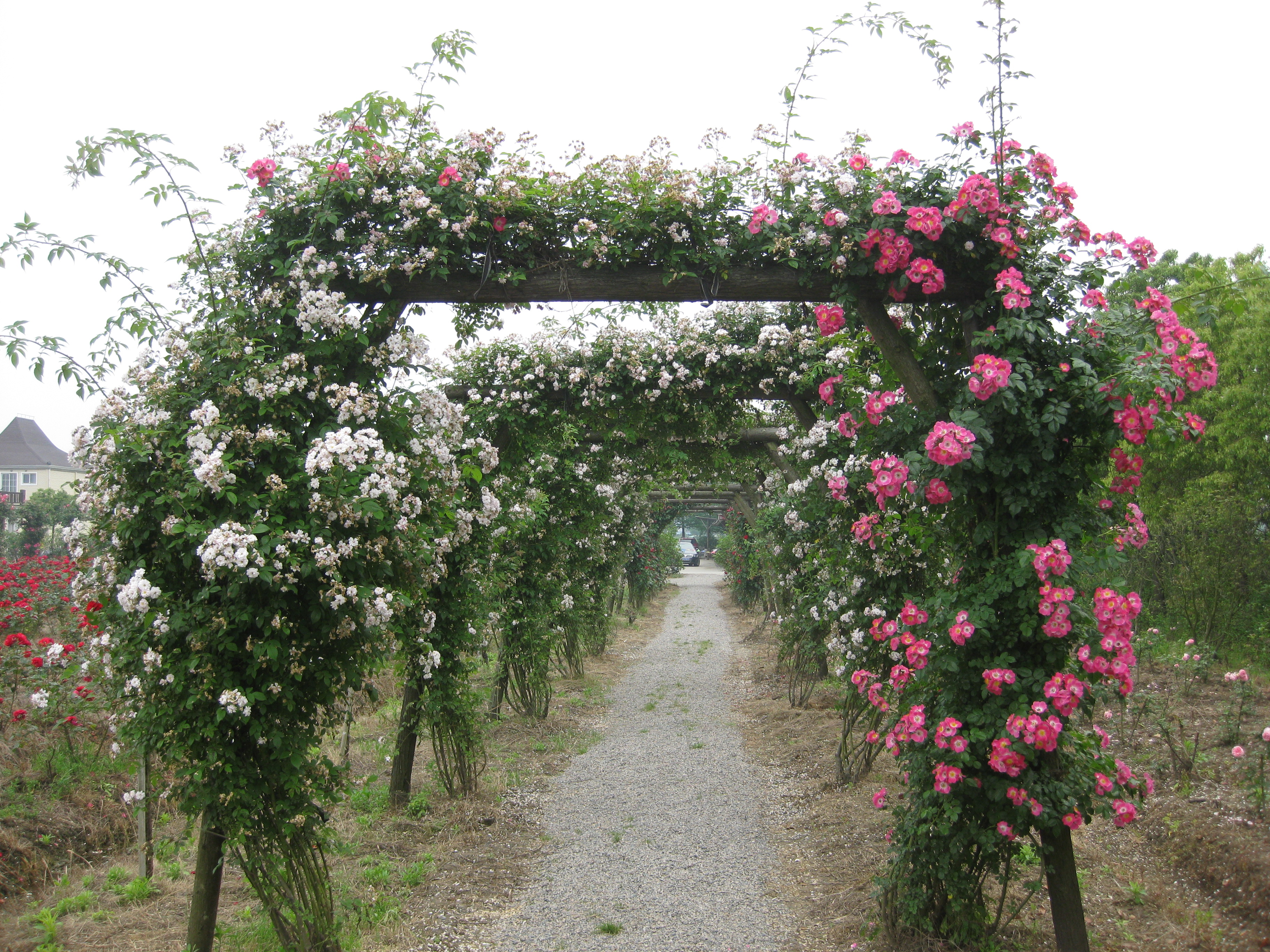 松江香薇玫瑰莊園,佘山,廣富林遺址,泰晤士小鎮兩日遊