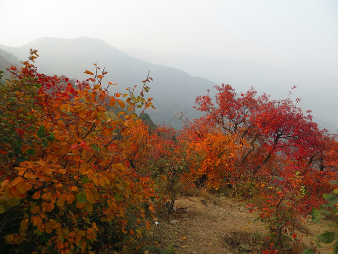 怎么搭香山_香山红叶简笔画怎么画