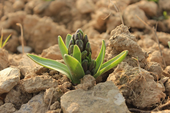 随手拍!我在公园的泥土中看到新生的竹笋