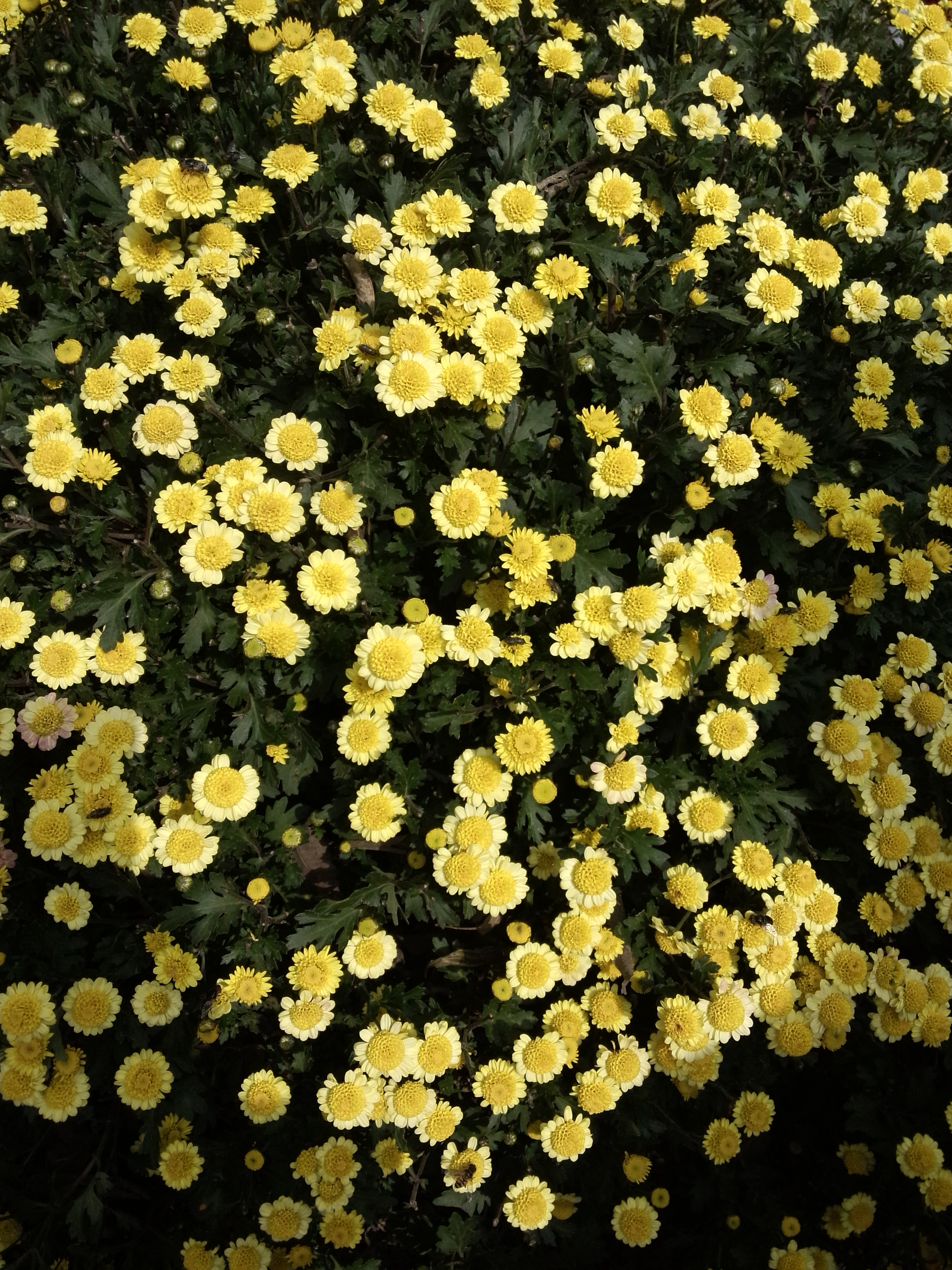 这就是胎菊花呢,我们经常喝的胎菊茶,就是用这个泡的.