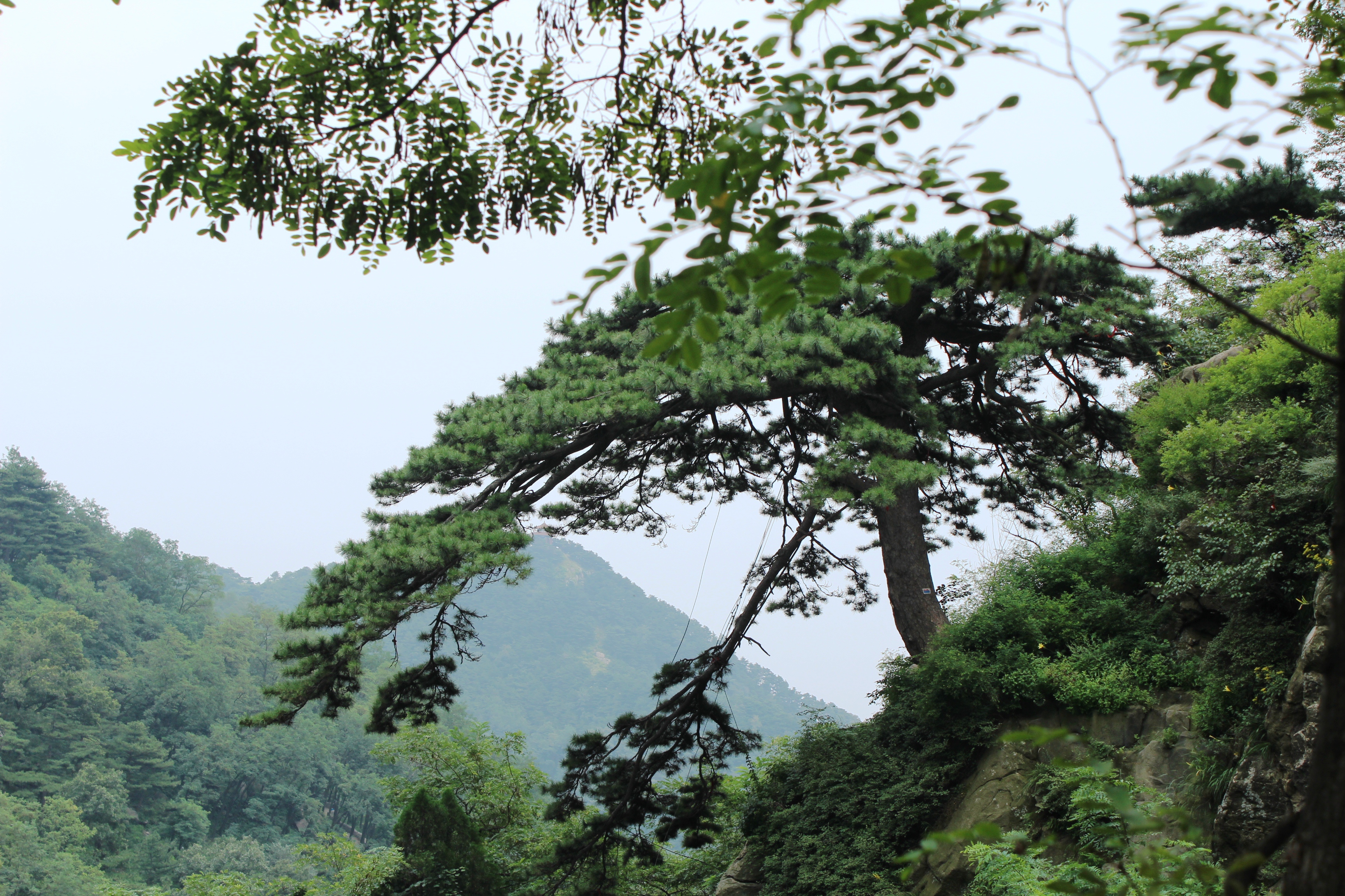 泰山迎客松 泰山風景區