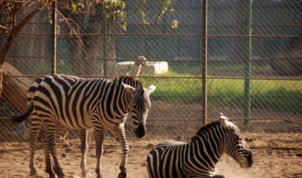 开罗动物园gizazoo