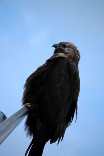 还有老鹰抓兔子没拍到,遗憾!