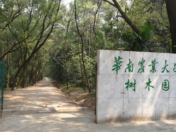 华南农业大学树木园图片