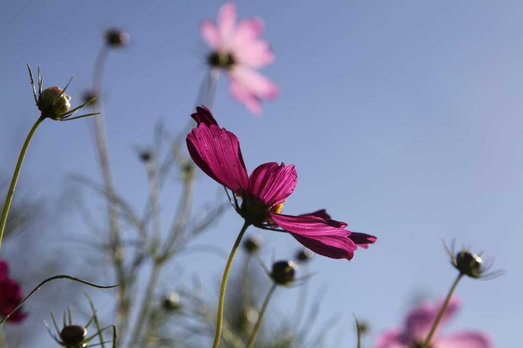  沙漠裡的格桑花