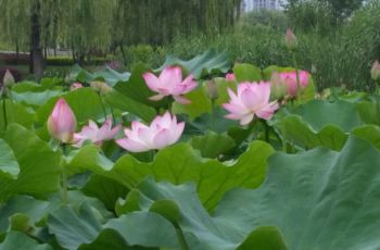 古文化街附近美食饭店 a0d8fa62bfa74d5b87ce8728bc79e114_C_350_230.jpg