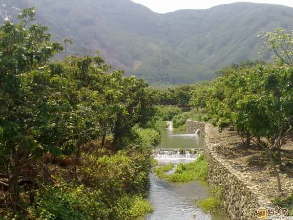 青山龙眼贡果园