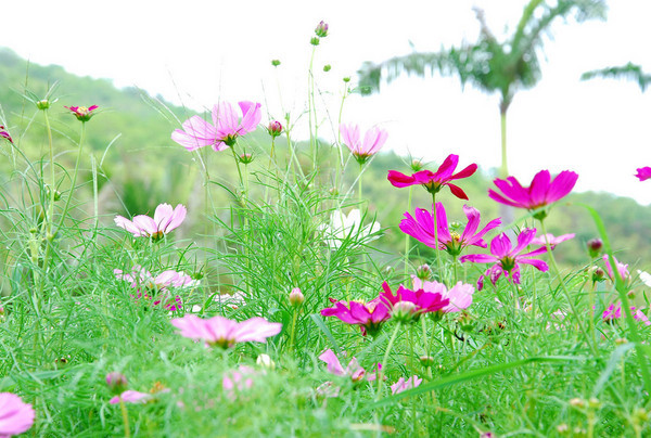 自由行走的花是什么 56821a3c13774de2a715819d65f7cc32_R_1024_10000_Q90.jpg