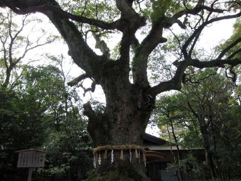 古树 热田神宫
