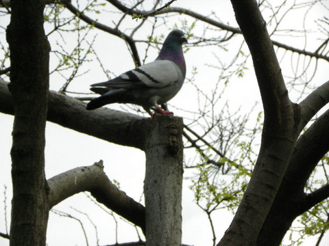 麻雀吃什么最好 5b5fbc7adbea4e3cb93c8a69a9ef003d_R_1024_10000_Q90.jpg